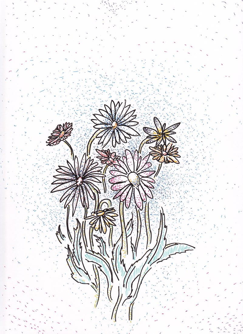 Pen and ink illustration of a marguerite daisy bouquet.